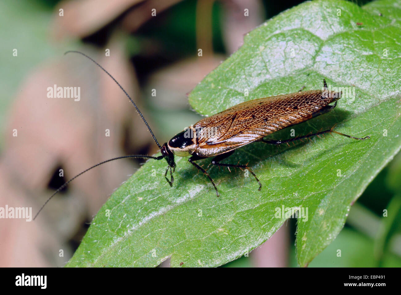 Poda's cockroach (Ectobius sylvestris, Ectobius silvestris), on a leaf, Germany Stock Photo