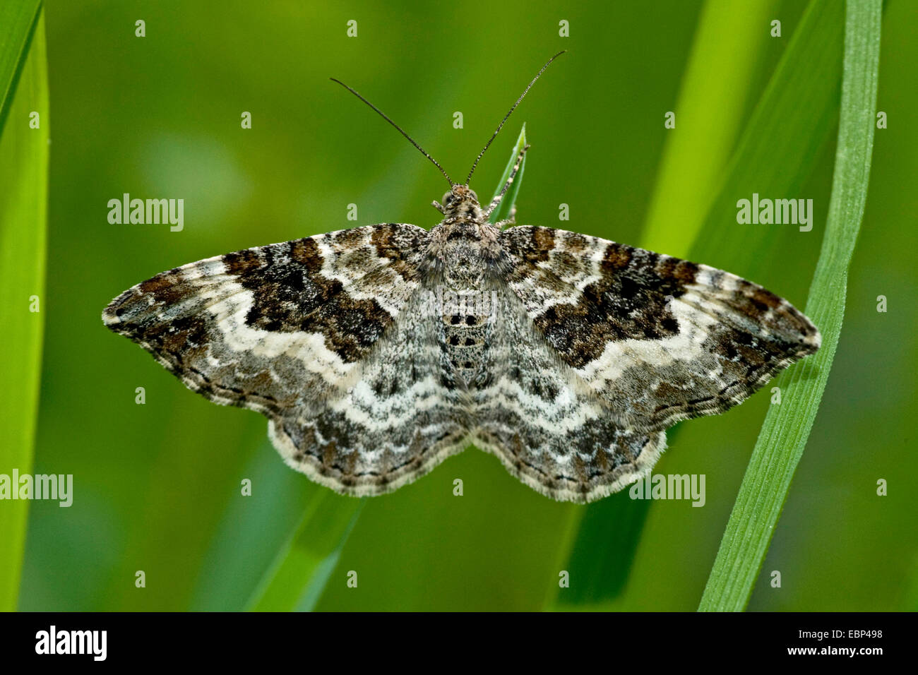 Carpet moths hires stock photography and images Alamy