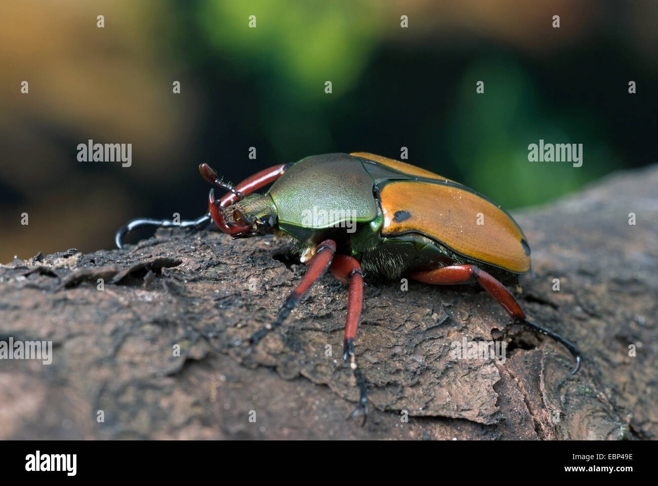 flower chafer, flower beetle, flower scarab (Eudicella euthalia), on bark, Germany Stock Photo