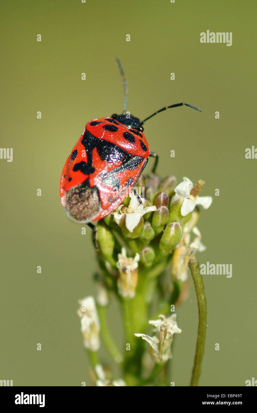 Red cabbage bug (Eurydema ornata), on an inflorescence, Germany Stock Photo