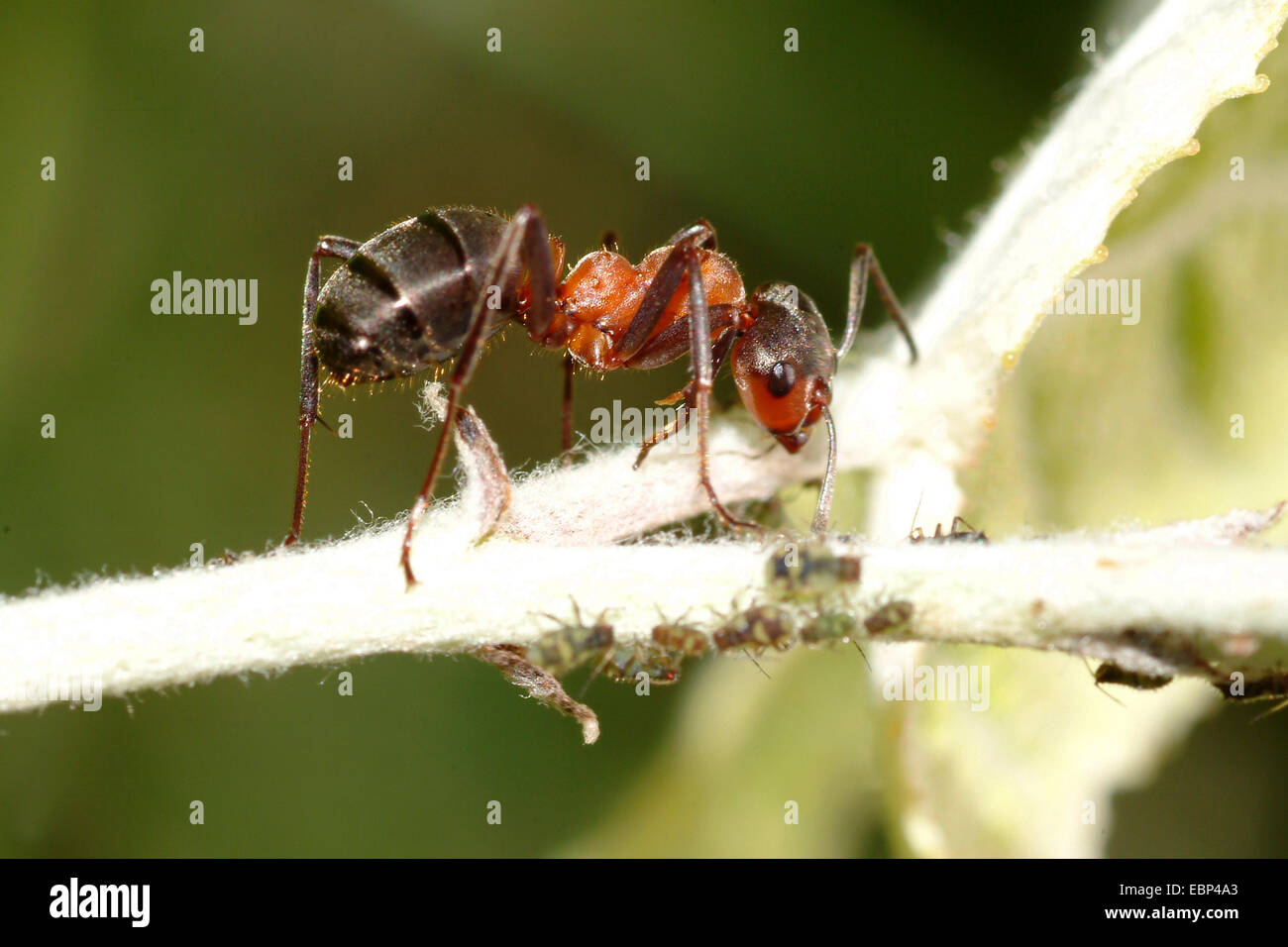 Southern wood ant, Horse ant (Formica rufa), on the hunt for greenflies, Germany Stock Photo