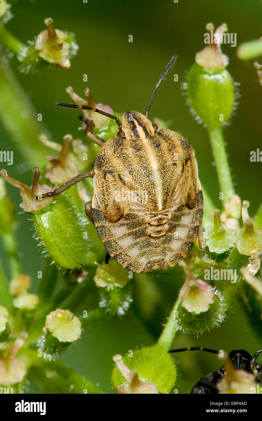 Italian Striped-Bug, Minstrel Bug (Graphosoma lineatum, Graphosoma italicum), nymph, Germany Stock Photo