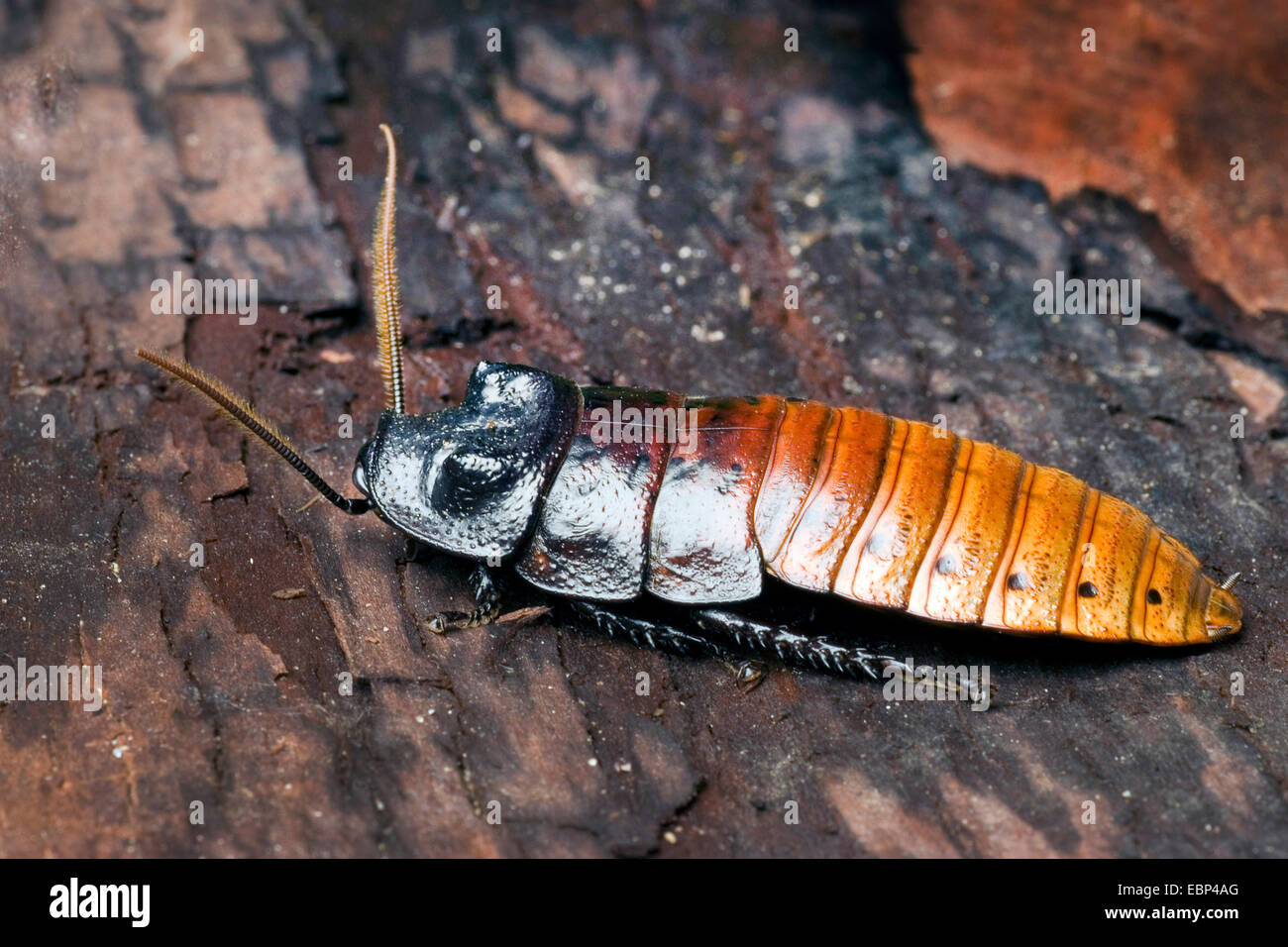 Madagascar hissing cockroach (Gromphadorrhina portentosa), color morph 'red' Stock Photo
