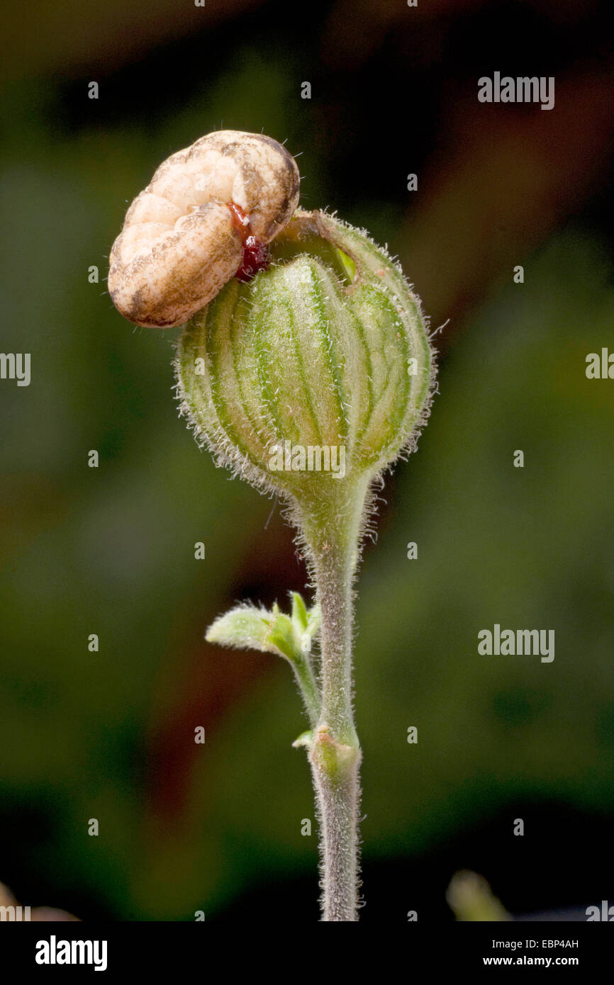 Hadena bicruris (Hadena bicruris), caterpillar on flower bud Stock Photo