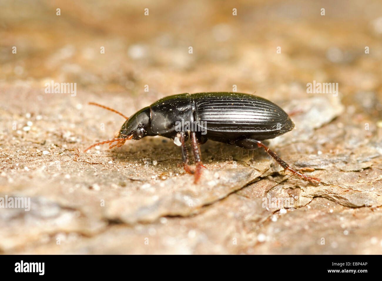 Ground Beetle (Harpalus tardus), on a stone, Germany Stock Photo