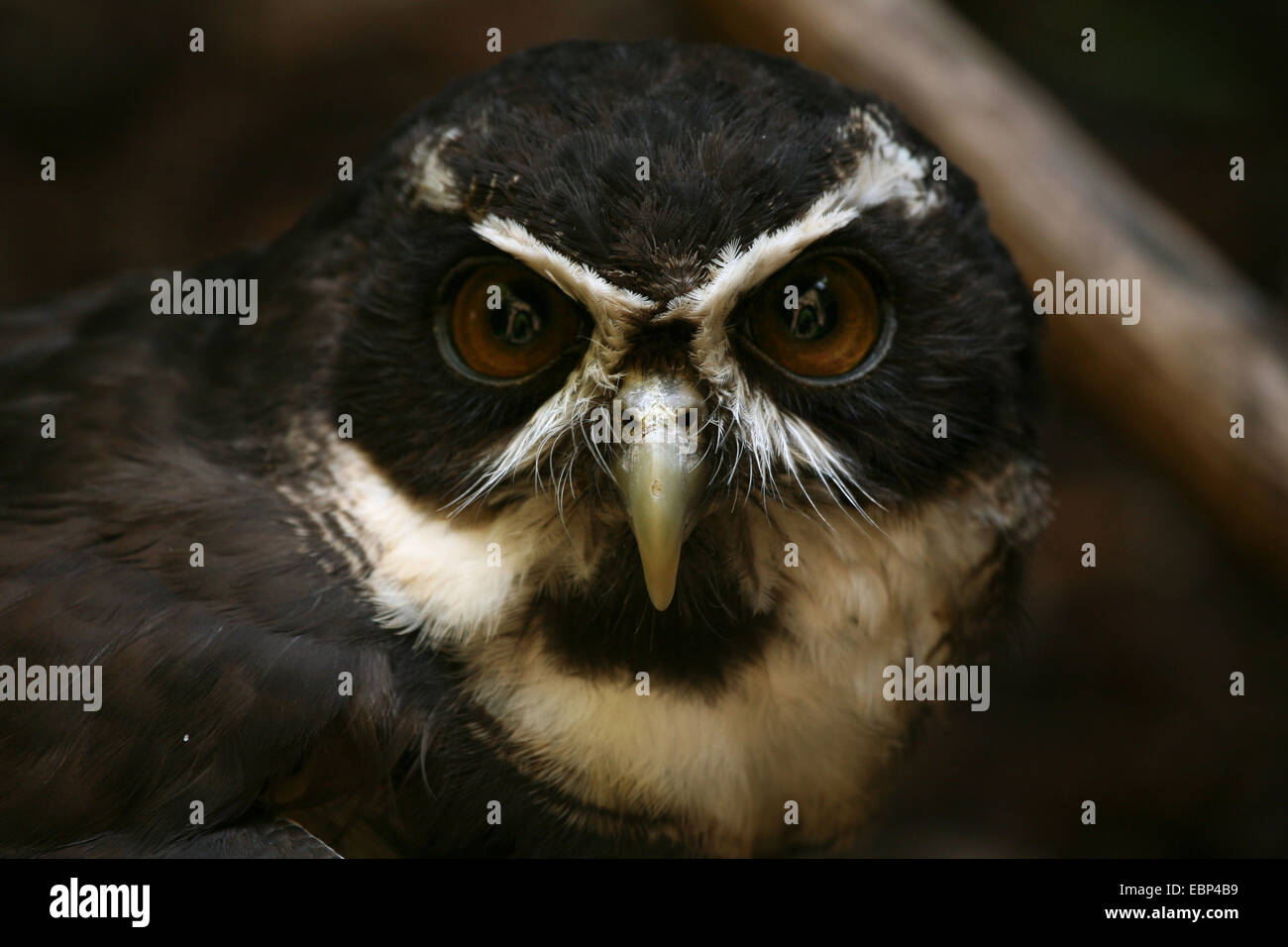 Spectacled owl (Pulsatrix perspicillata) at Basel Zoo, Switzerland. Stock Photo