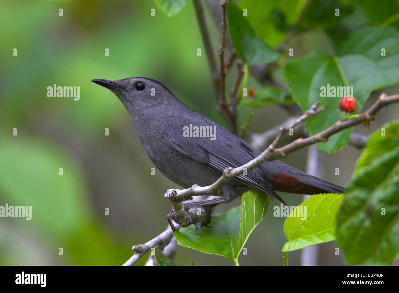 Catbird (Dumetella carolinensis), sits in a tree, USA, Florida Stock Photo