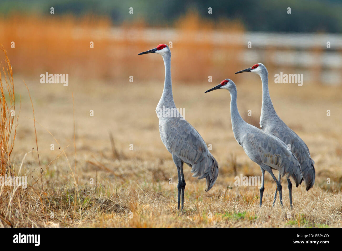 sandhill crane (Grus canadensis), group stands on grassland, USA, Florida Stock Photo