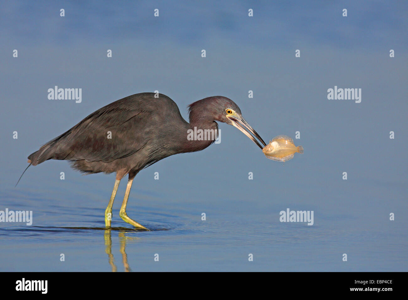 little blue heron (Egretta caerulea), stands in shallow water with a fish in the bill, USA, Florida Stock Photo