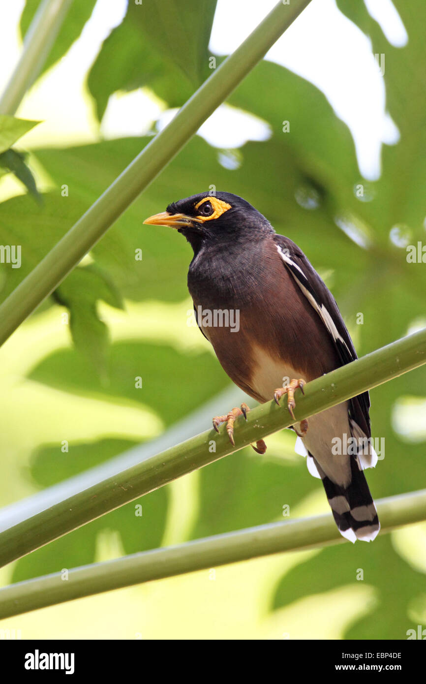 Common myna acridotheres tristis birds hi res stock photography and images Page 2 Alamy