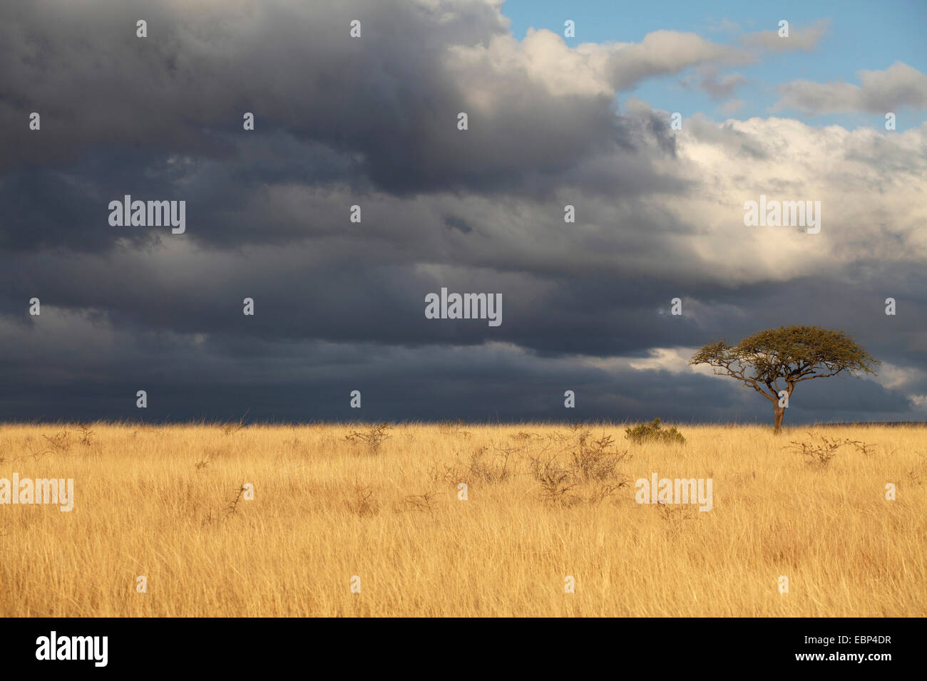 approaching severe weather over the savanna, South Africa, Ithala Game Reserve Stock Photo