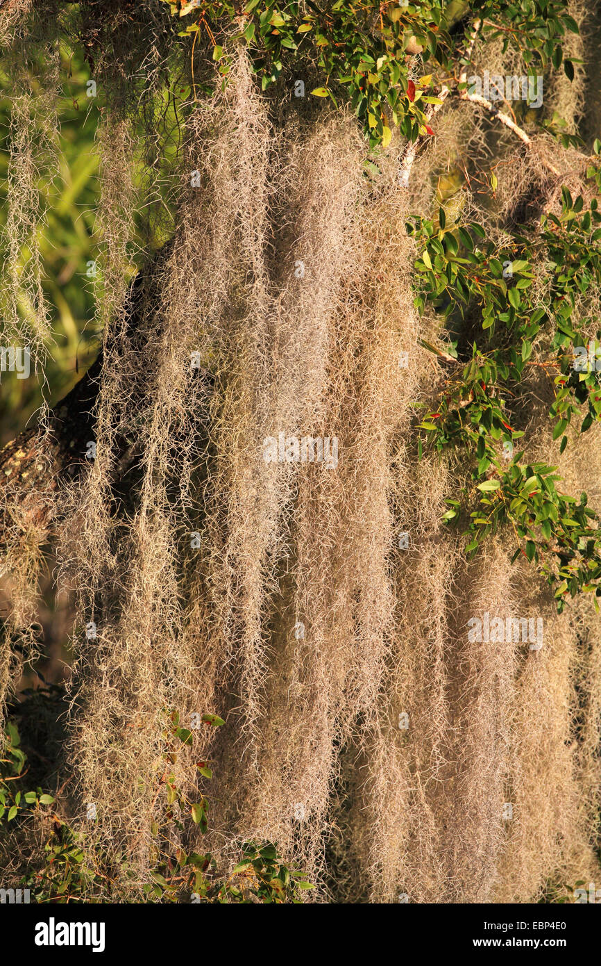 spanish Moss (Tillandsia usneoides), epiphytes hanging in a tree, USA