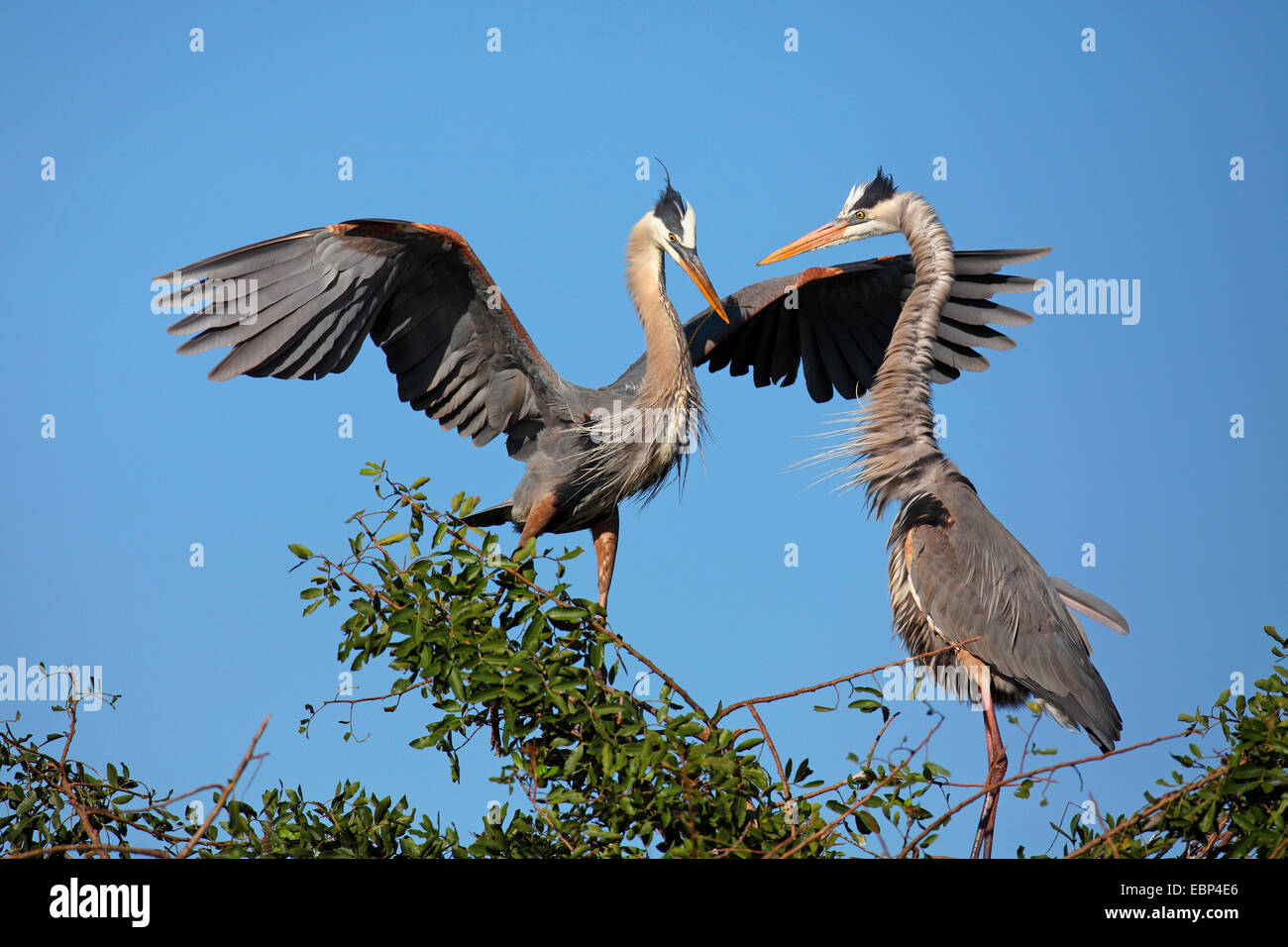 great blue heron (Ardea herodias), pair on the nest, greeting behaviour, USA, Florida Stock Photo