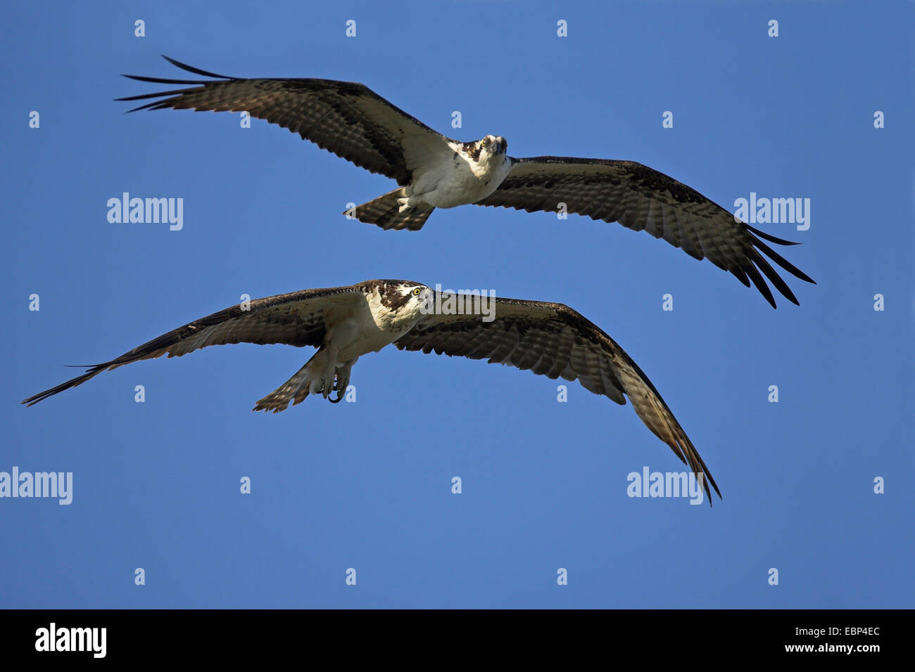 osprey, fish hawk (Pandion haliaetus), flying pair, USA, Florida Stock Photo