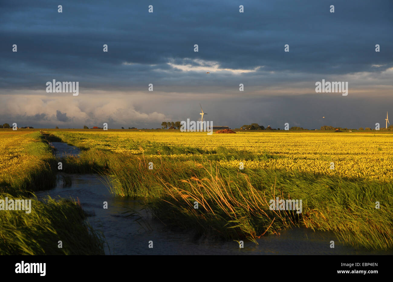 wet meadows at Workumer Waard; evening mood after rainfall, Netherlands, Frisia Stock Photo