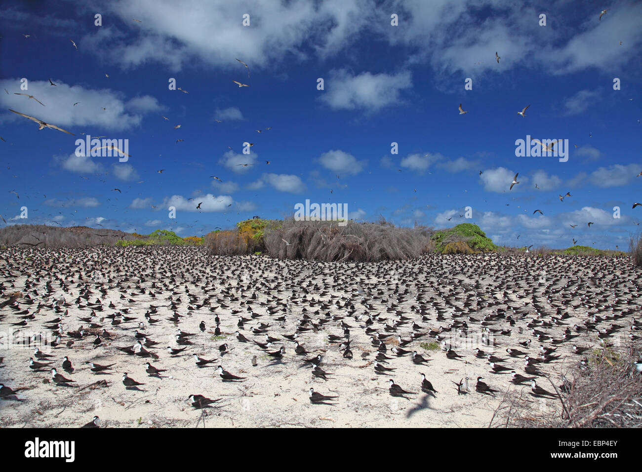 sooty tern (Sterna fuscata), colony on cleared ground, Seychelles, Bird Island Stock Photo