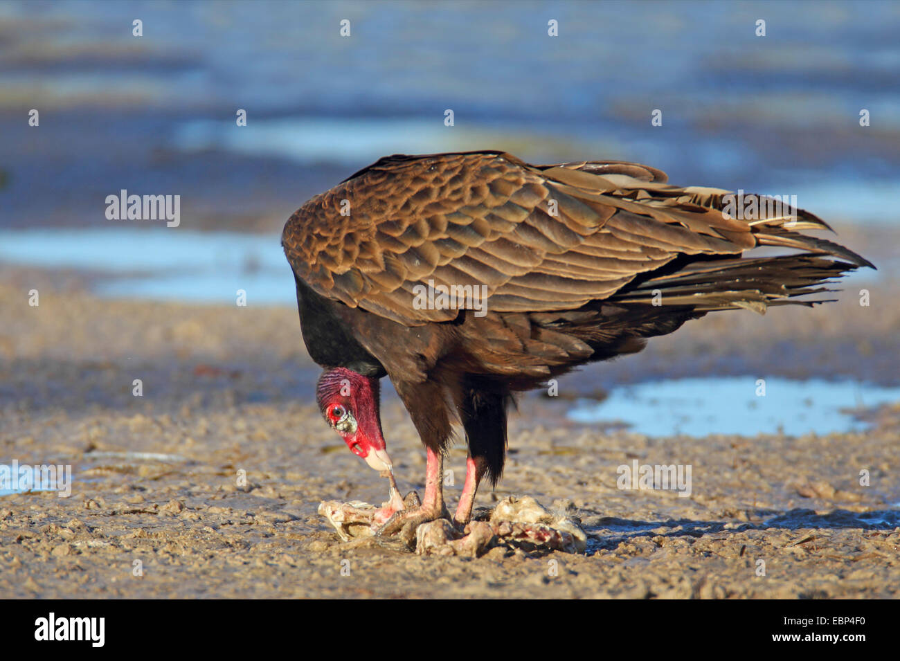 turkey vulture (Cathartes aura), feeding, USA, Florida, Fort de Soto Stock Photo