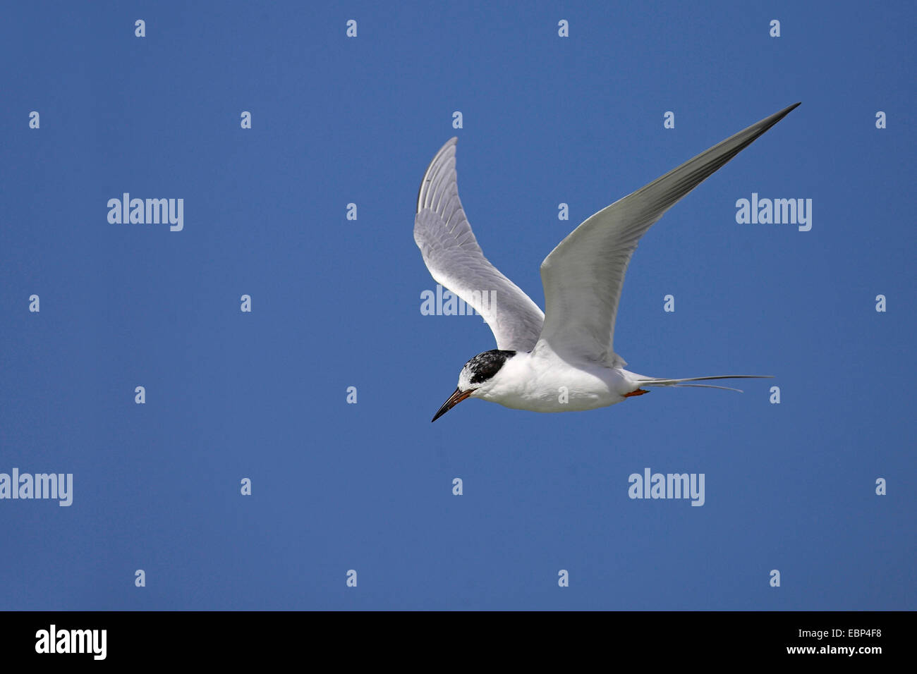 forster's tern (Sterna forsteri), in flight, winter plumage, USA, Florida, Fort De Soto Stock Photo