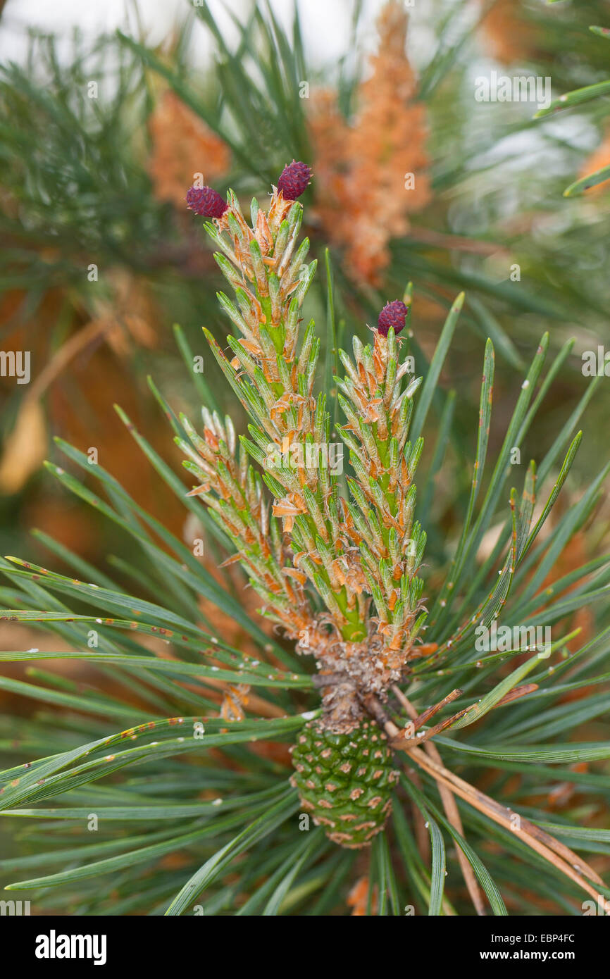 Scotch pine, Scots pine (Pinus sylvestris), young branches with female cones, Germany Stock Photo