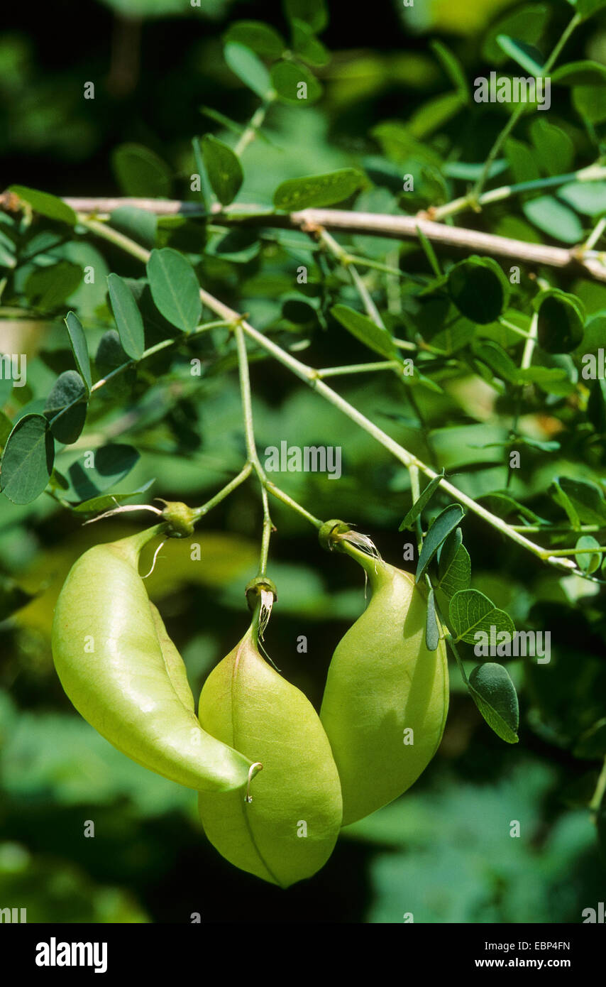bladder senna, bladder-senna (Colutea arborescens), branch with immatire fruits, Germany Stock Photo