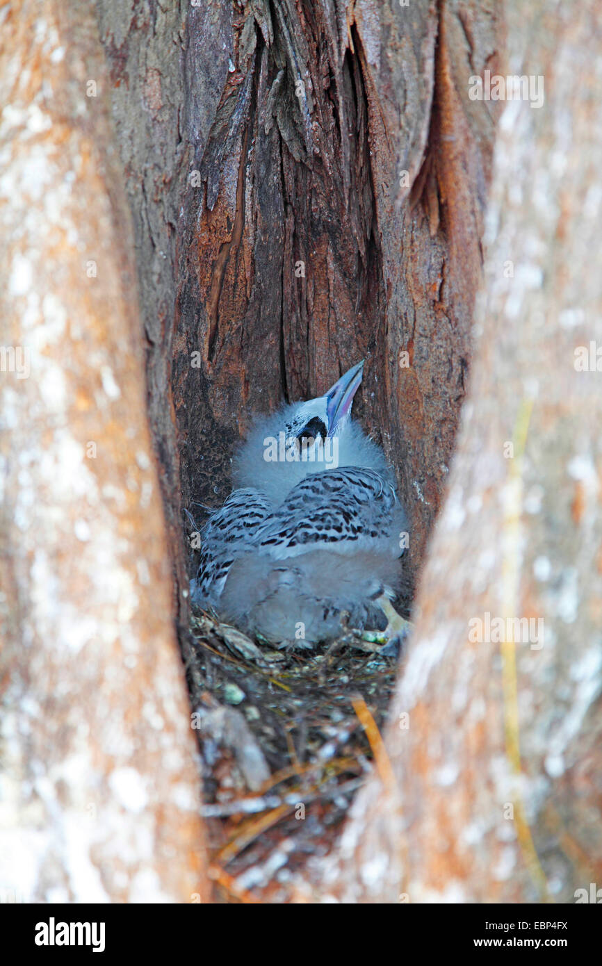 White-tailed tropic bird (Phaethon lepturus), squab in a tree slot, Seychelles, Bird Island Stock Photo