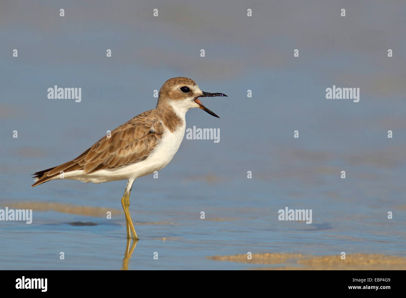 great sand plover (Charadrius leschenaultii), calling juvenile stands in shallow water, Seychelles, Praslin Stock Photo