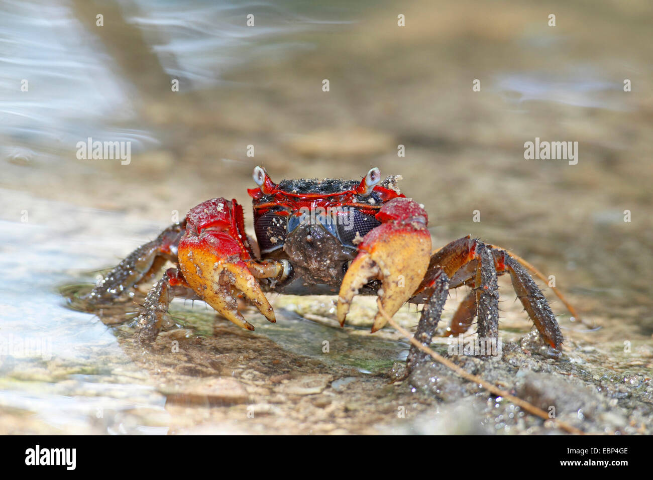 Red Claw Crab, Land crab (Cardisoma carnifex), in shallow water
