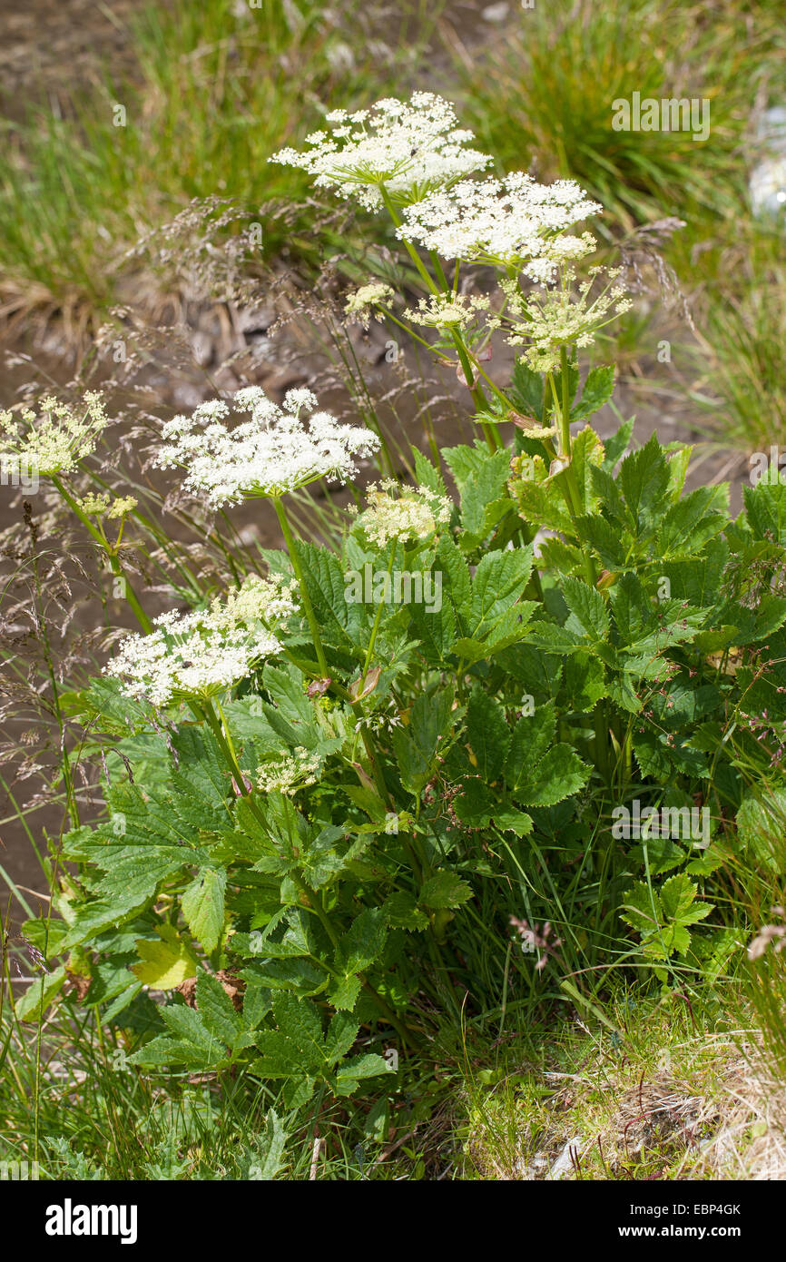 Masterwort, Master-wort (Peucedanum ostruthium, Imperatoria ostruthium), blooming, Germany Stock Photo