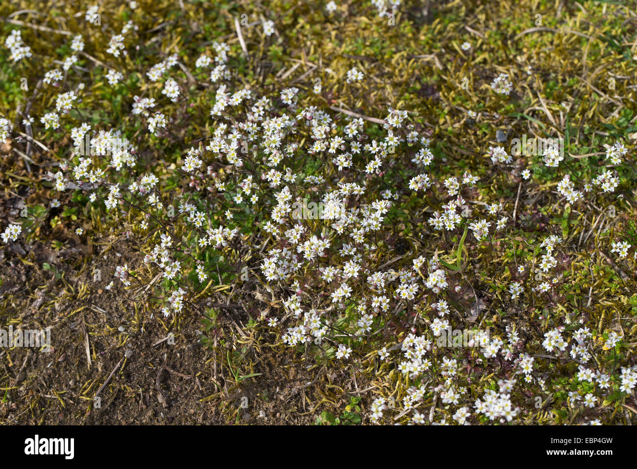Spring draba, Shadflower, Nailwort, Vernal whitlow grass, Early witlow grass, Whitlow-grass (Erophila verna, Draba verna), blooming population, Germany Stock Photo