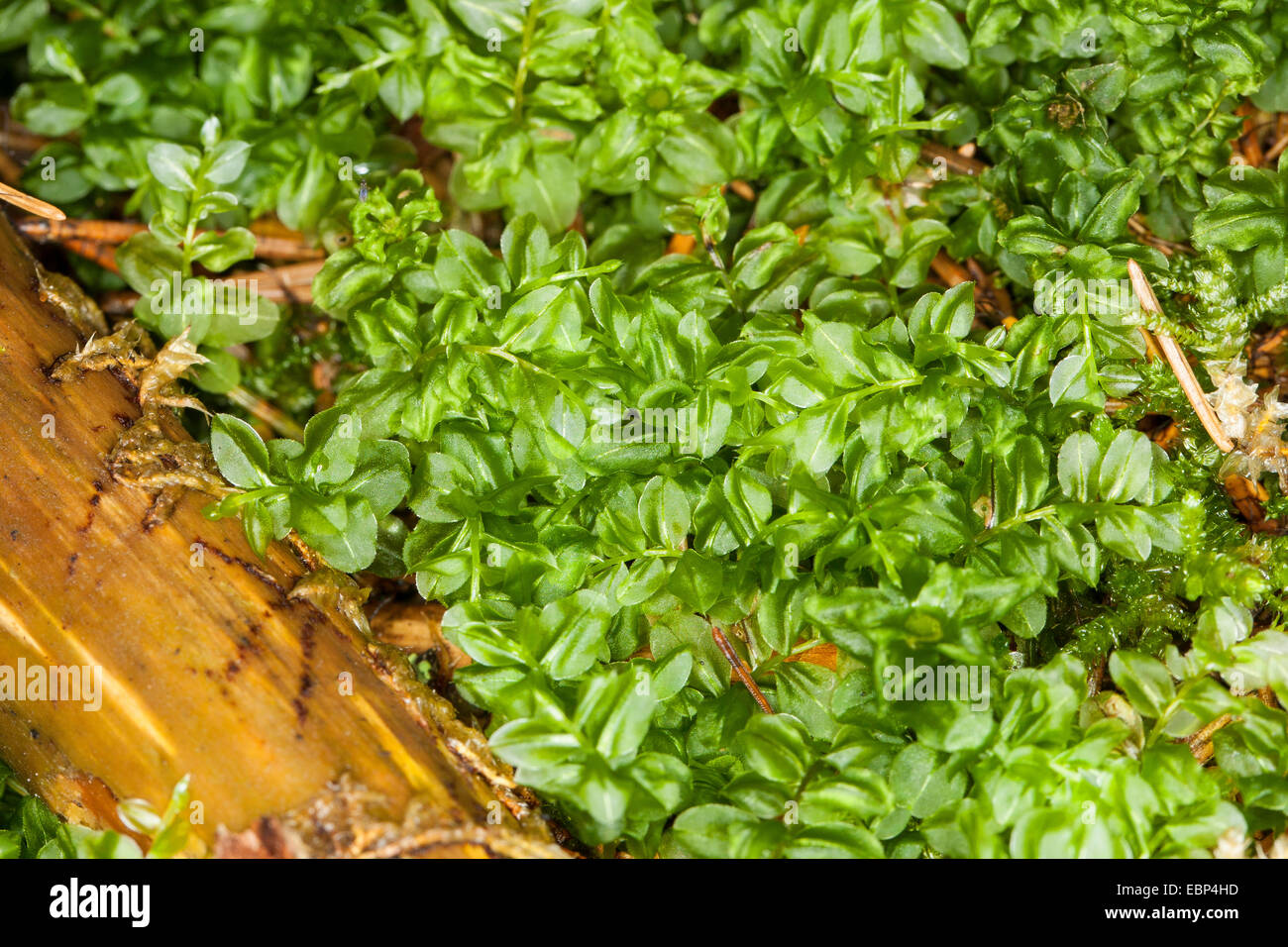 Thyme-moss (Plagiomnium affine, Mnium affine, Mnium cuspidatum), Germany Stock Photo