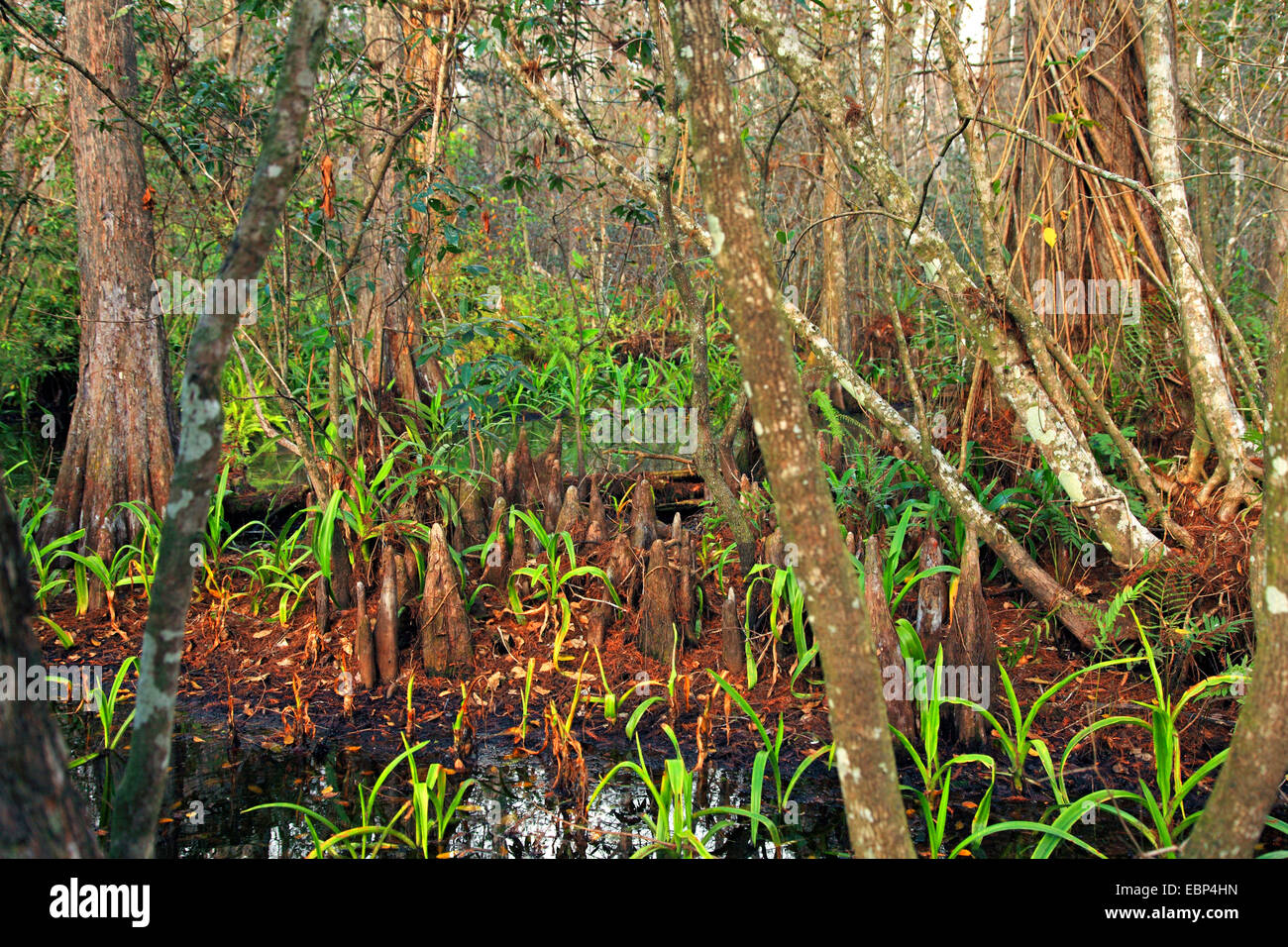 baldcypress (Taxodium distichum), cypress knee, USA, Florida, Corkscrew Swamp Stock Photo