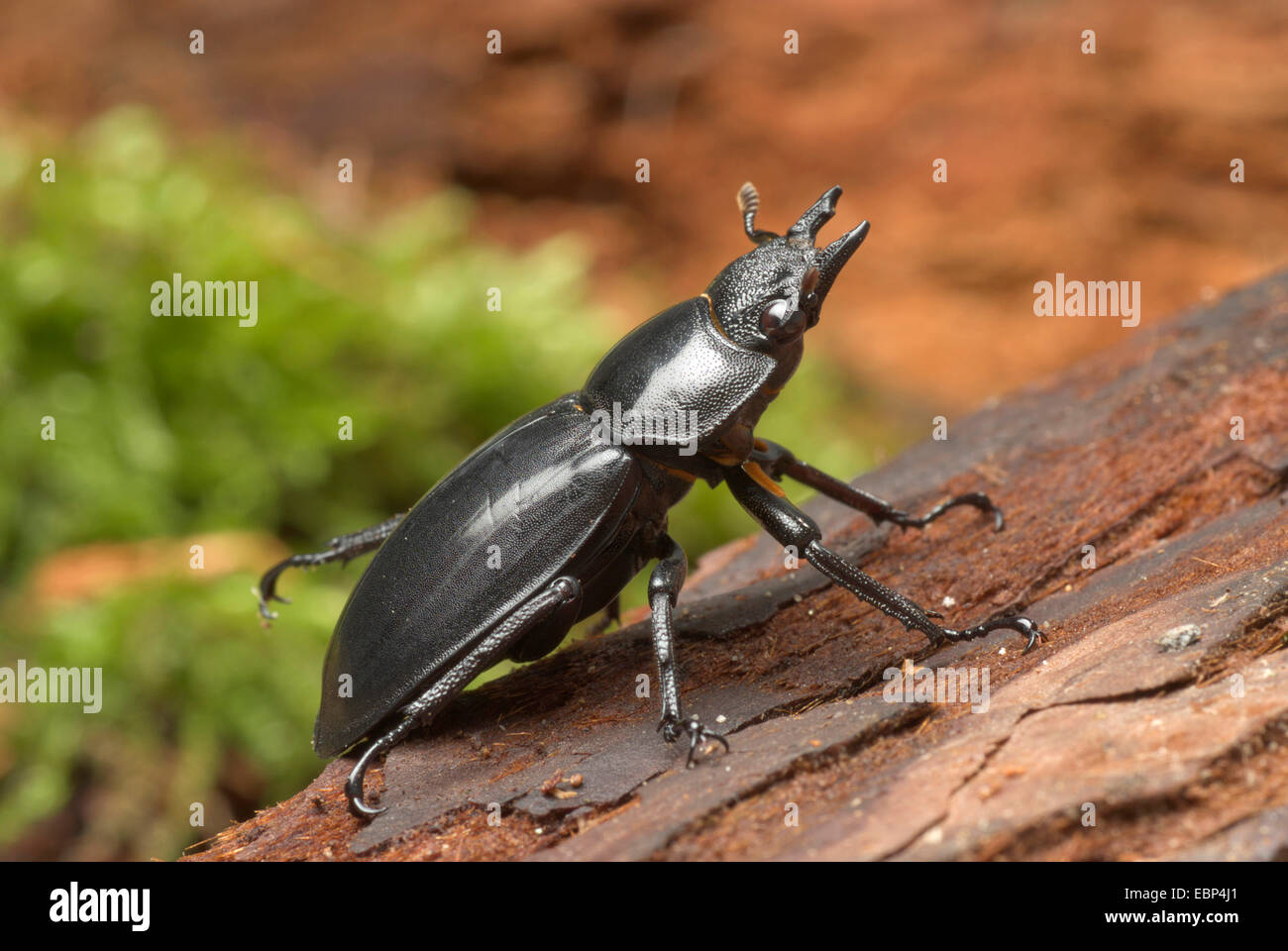 Stag Beetle (Hexathrius buqueti), female Stock Photo
