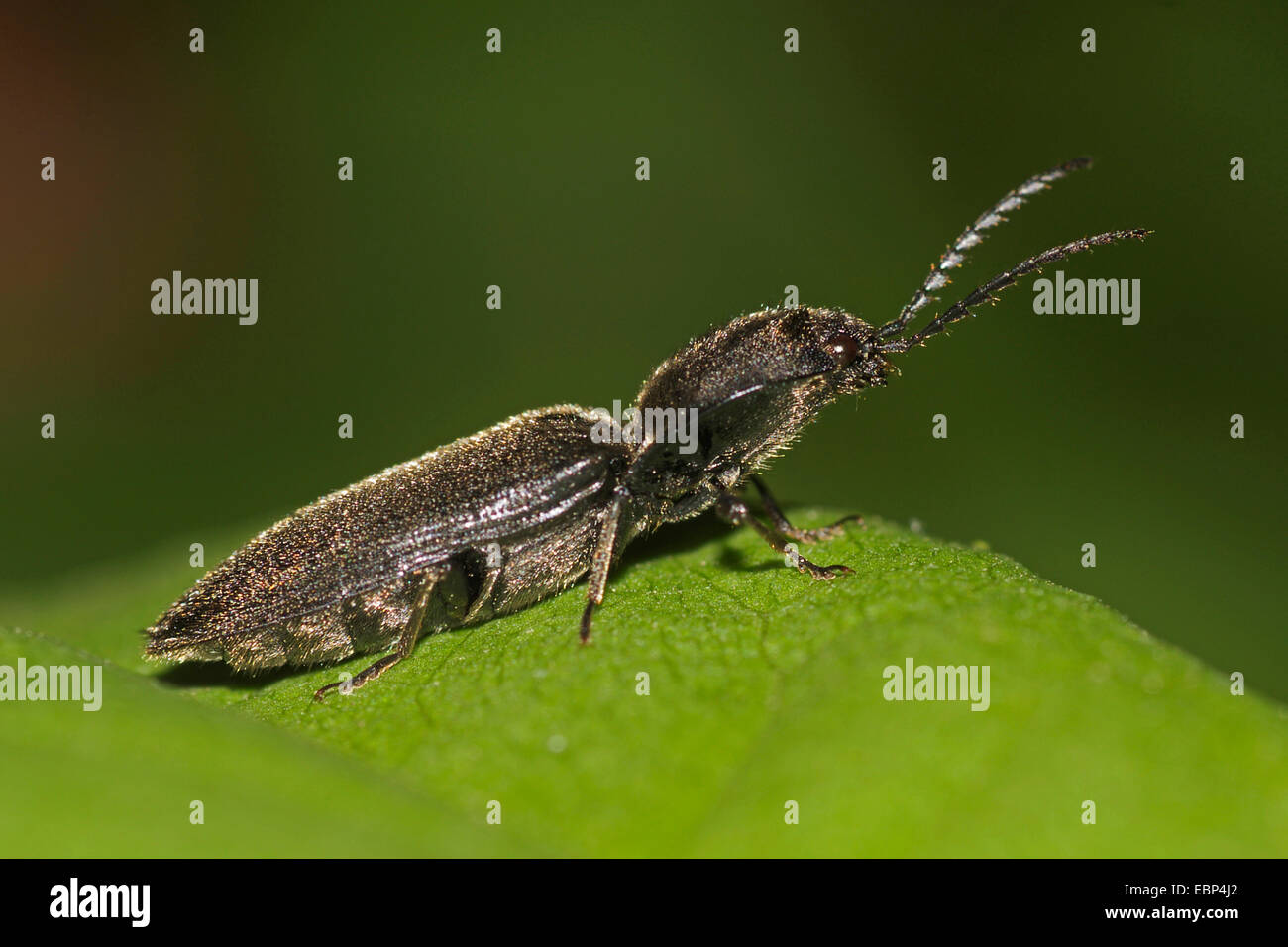 Click Beetle (Hemicrepidius niger), on a leaf Stock Photo