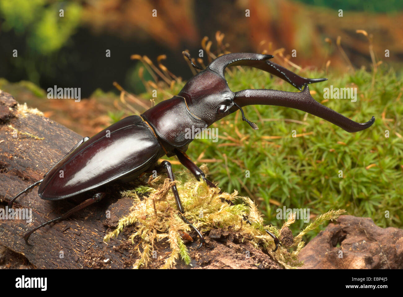 Stag Beetle (Hexathrius mandibularis), male Stock Photo