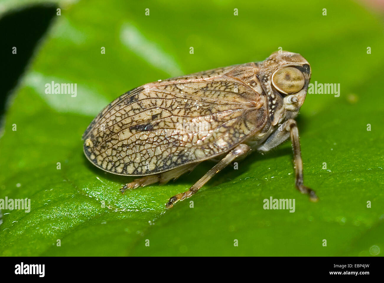 Beet Bug (Issus coleoptratus), on a leaf, Germany Stock Photo