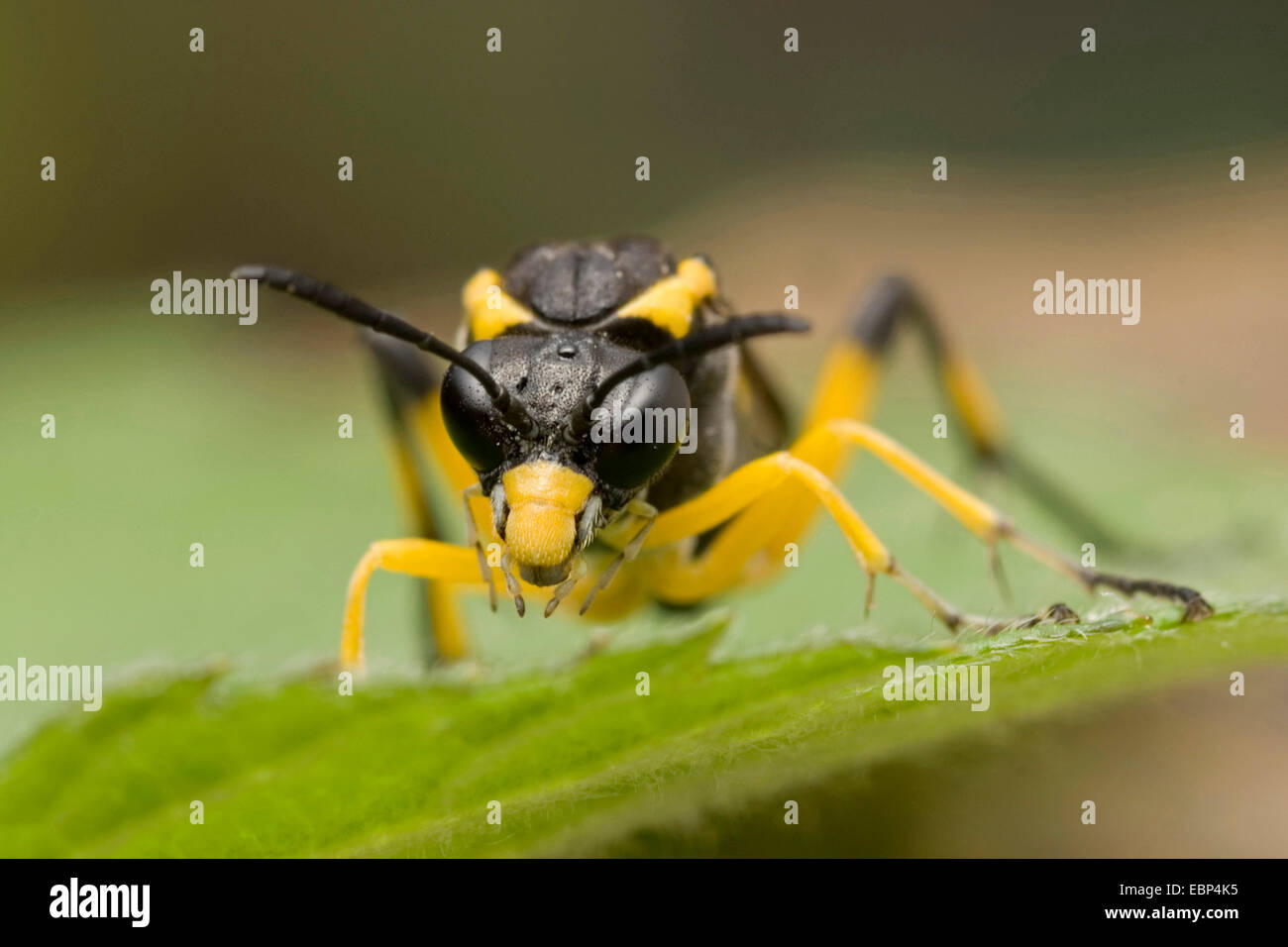 Sawfly (Macrophya montana), on a leaf, front view, Germany Stock Photo