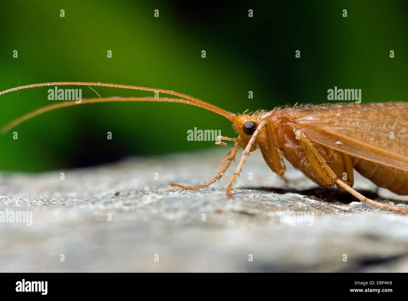 Caddisfly (Micropterna sequax), portrait, Germany Stock Photo