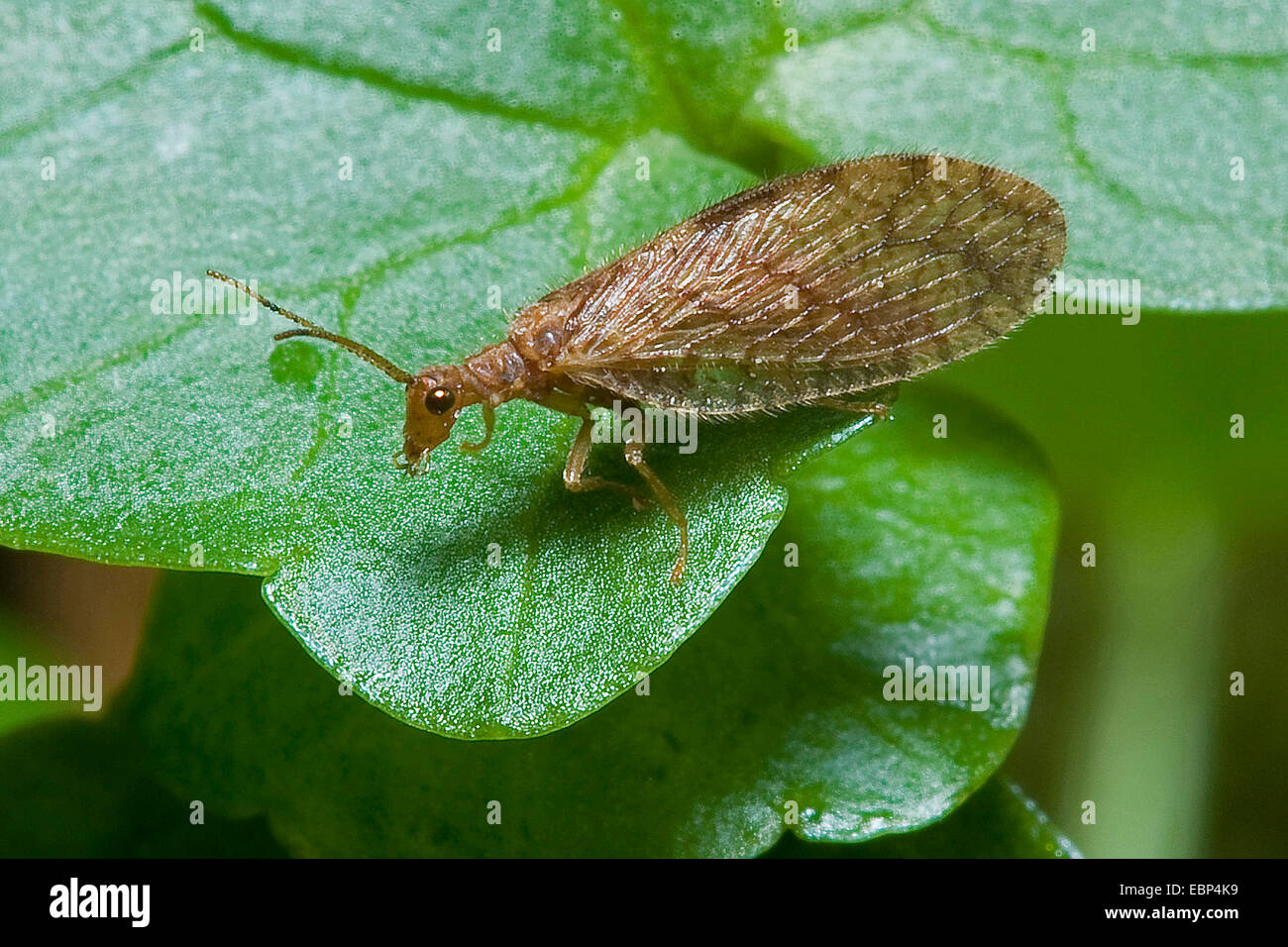 Brown Lace-wing (Micromus angulatus), on a leaf, Germany Stock Photo