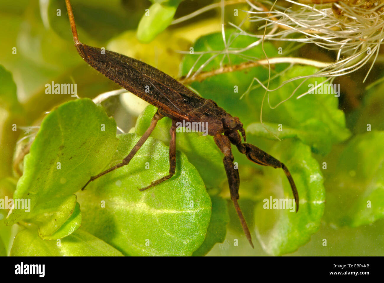 water scorpion (Nepa cinerea, Nepa rubra), swimming, Germany Stock Photo