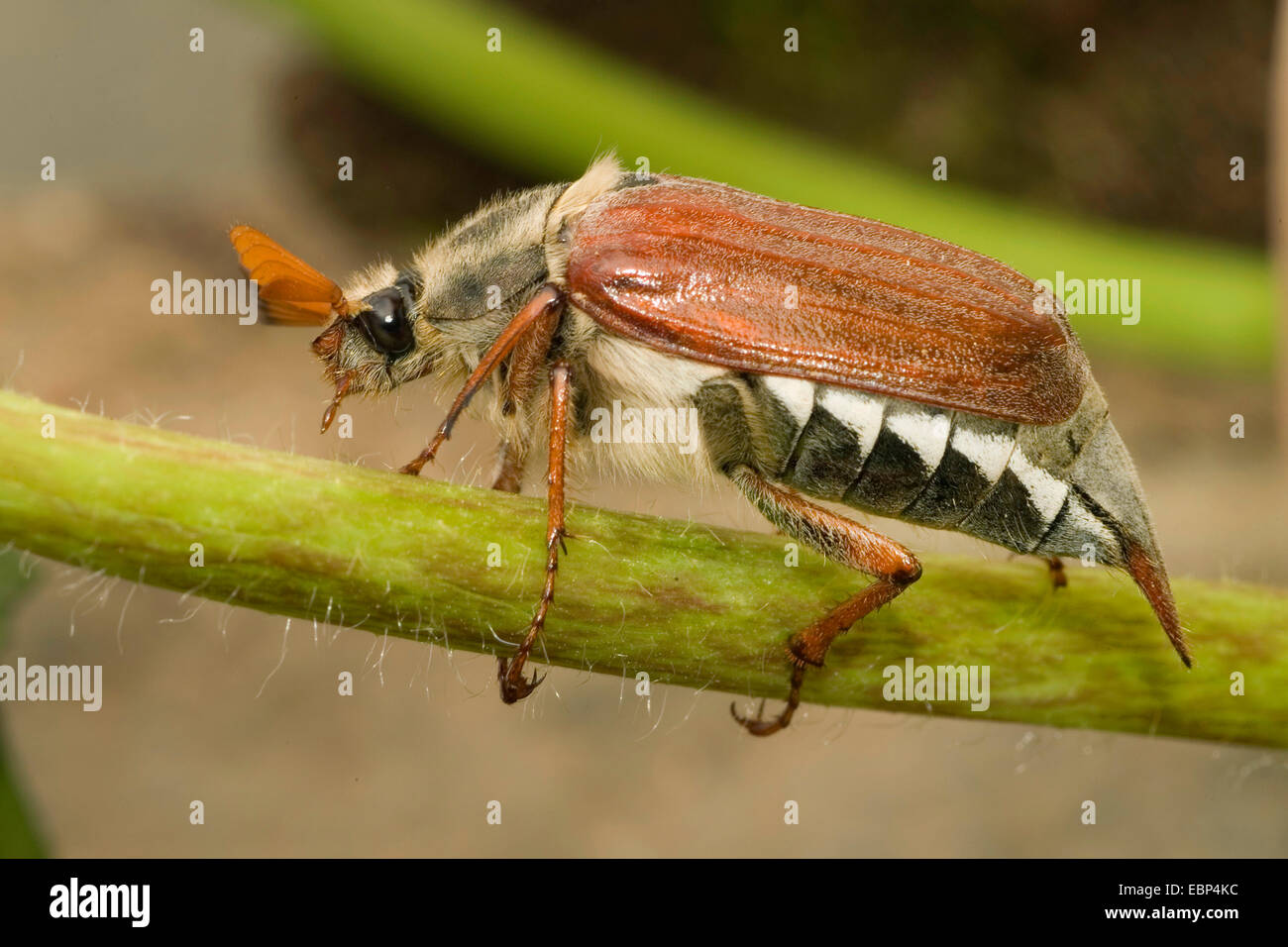 common cockchafer, maybug (Melolontha melolontha), male, Germany Stock Photo