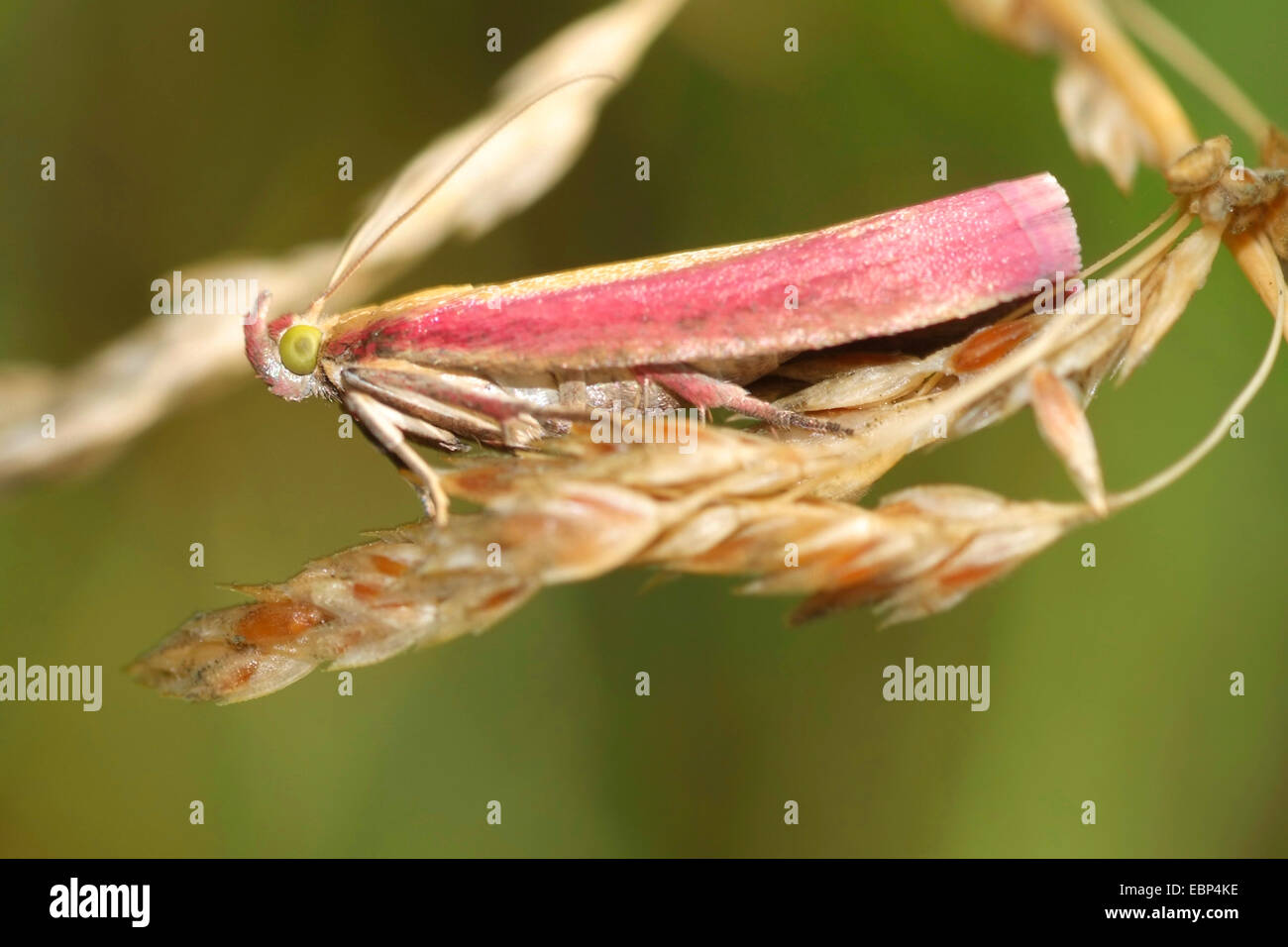 snout moth (Oncocera semirubella), on an grass ear, Germany Stock Photo