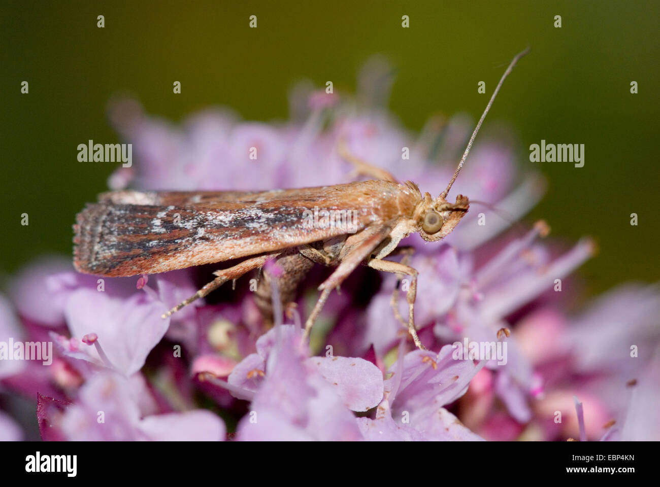 snout moth (Pempelia obductella), on lilac flowers, Germany Stock Photo