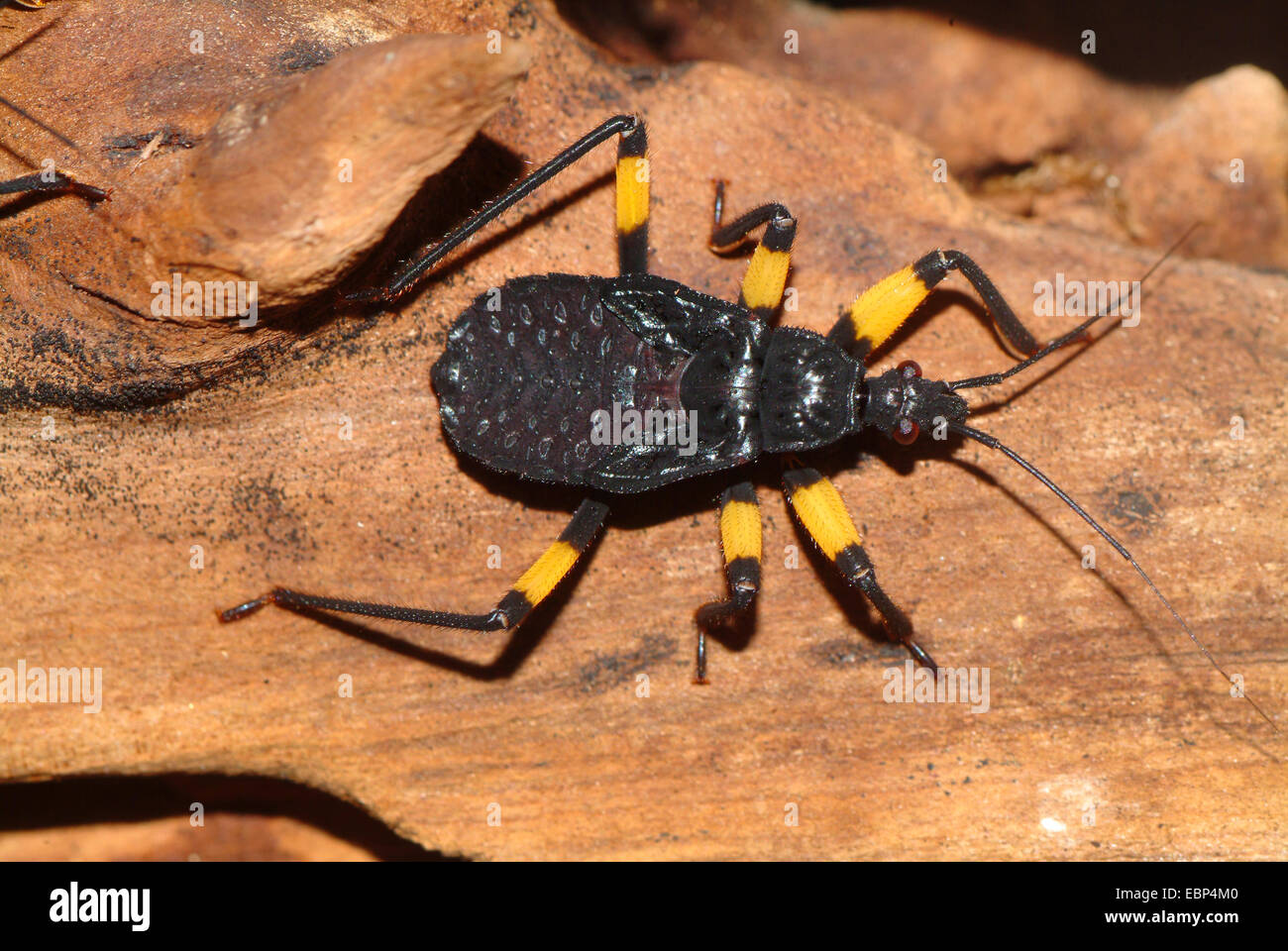 Wite-eyed assassin bug (Platymeris biguttata), assassin bug without typical dots Stock Photo
