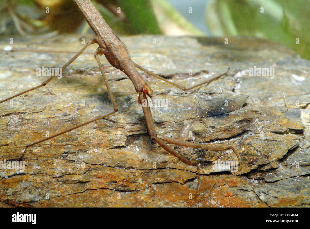 Water Stick Insect, Long-bodied Water Scorpion (Ranatra linearis), diving, portrait, Germany Stock Photo