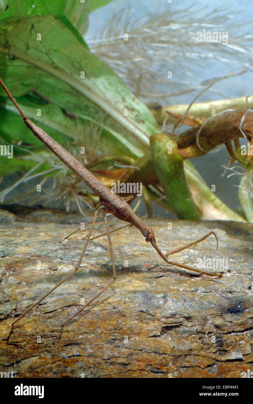 Water Stick Insect, Long-bodied Water Scorpion (Ranatra linearis), diving, Germany Stock Photo