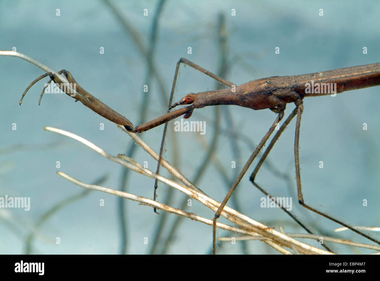 Water Stick Insect, Long-bodied Water Scorpion (Ranatra linearis), swimming, portrait, Germany Stock Photo