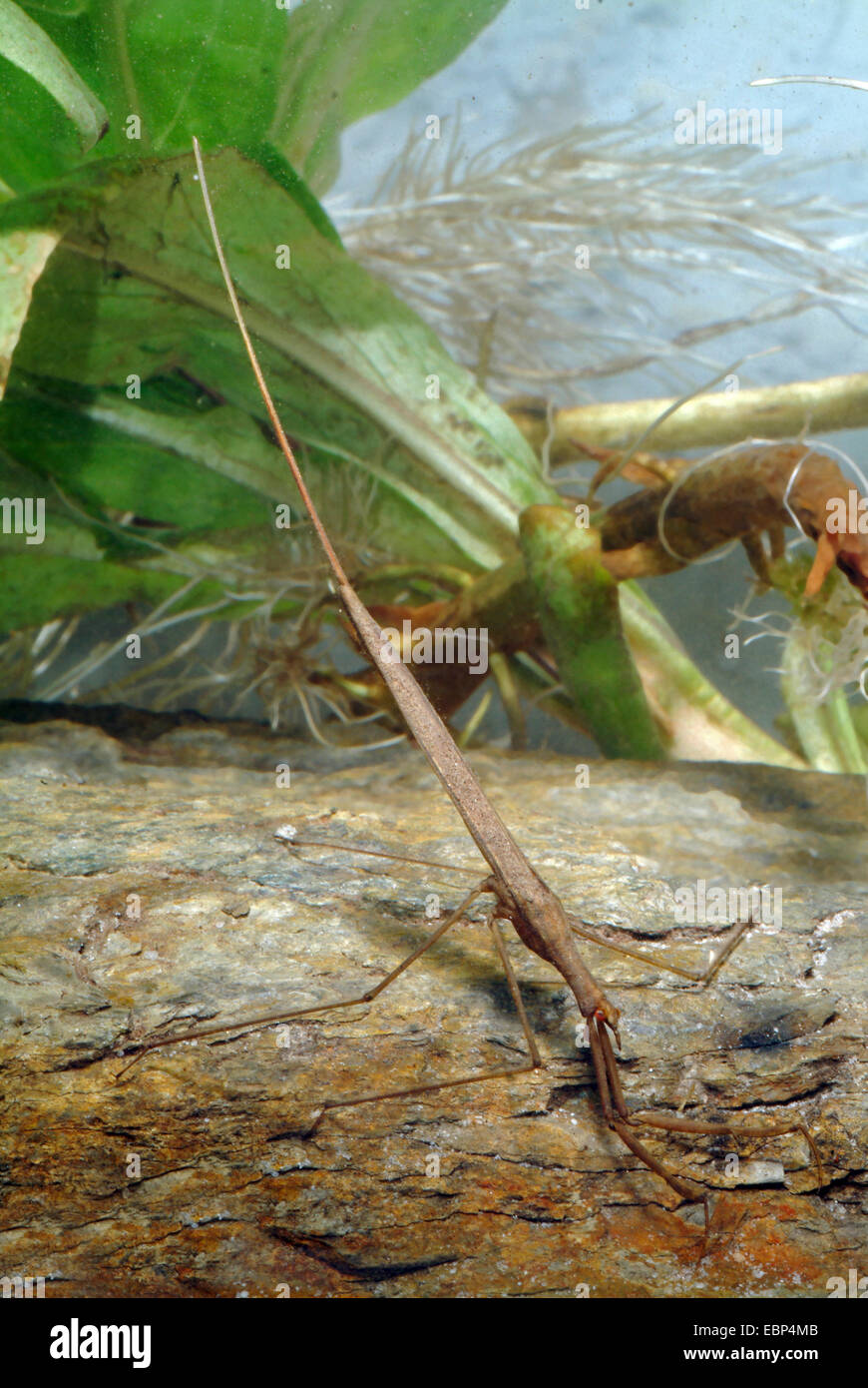 Water Stick Insect, Long-bodied Water Scorpion (Ranatra linearis), diving, Germany Stock Photo