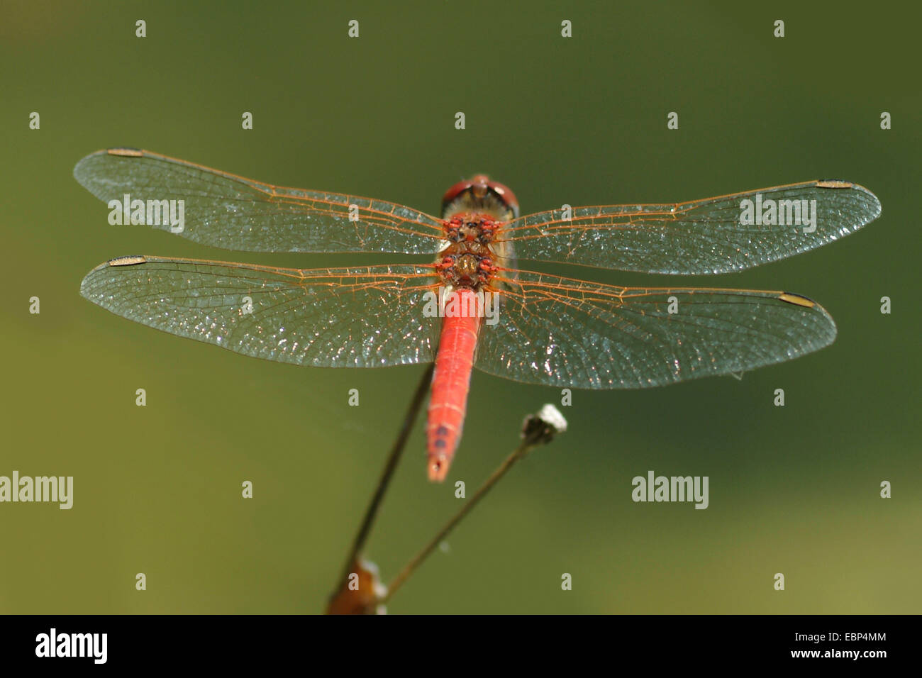 Red-veined sympetrum (Sympetrum fonscolombii, Sympetrum fonscolombei), male, Germany Stock Photo