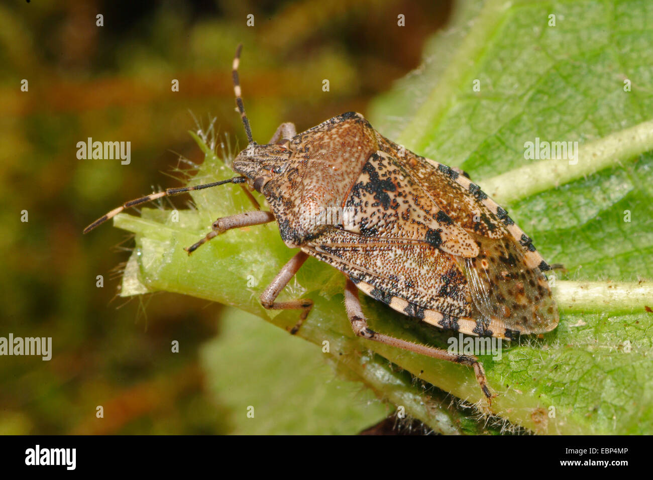 Stink bug, Shield bug (Rhaphigaster nebulosa), on a leaf, Germany Stock Photo