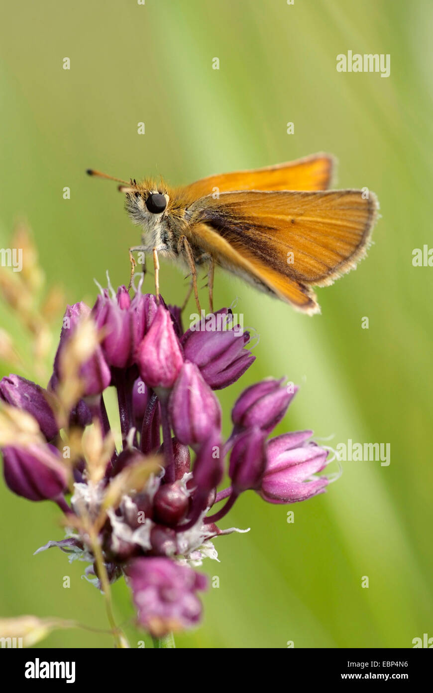 Essex skipper (Thymelicus lineolus, Thymelicus lineola), on lilac flowers, Germany Stock Photo